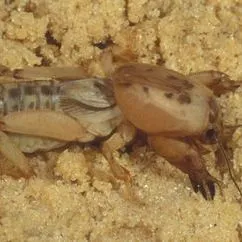 thumbnail for publication: Shortwinged Mole Cricket, Neoscapteriscus abbreviatus (Scudder); Southern Mole Cricket, Neoscapteriscus borellii (Giglio-Tos); and Tawny Mole Cricket, Neoscapteriscus vicinus (Scudder) (Insecta: Orthoptera: Gryllotalpidae)